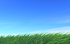 草原｜自然 - バックグラウンド｜フリー素材 - フルHDサイズ：1,920×1,200ピクセル