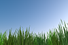Grass ｜ Nature ｜ Sky ｜ Weeds ――Background ｜ Free material ――Image size: 3,000 × 2,000 pixels