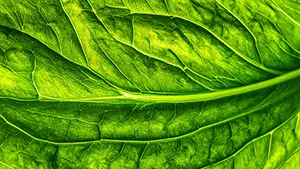 鮮やかな緑色の葉の葉脈を拡大した、植物の生命力を感じる自然テクスチャ背景