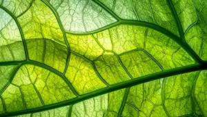Natural texture background of magnified green plant leaf with complex, beautiful vein details