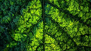 複雑に波打つ葉脈と緑の濃淡が美しい、深緑の葉の表面のマクロ写真風イラスト。