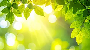 Sparkling sunbeams shining through fresh green leaves in a refreshing nature background