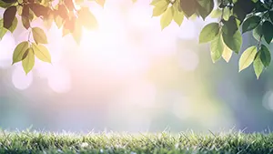 手前に明るい緑の芝生があり、背景には柔らかな光が溢れる森の風景のボケイラスト。