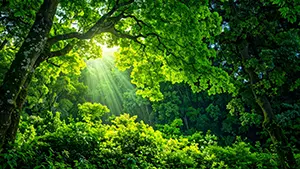 鬱蒼とした深い森の中に、上空から光の筋(光芒)が差し込む風景