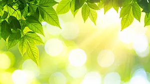 朝日に照らされた広大な緑の渓谷と、地平線から昇る太陽のパノラマイラスト