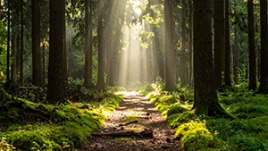 Fresh green nature background with beautiful sunbeams filtering onto a path in a deep forest